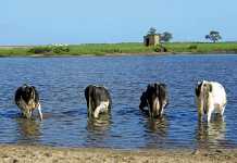 Biological farming ensures dairy farm’s success