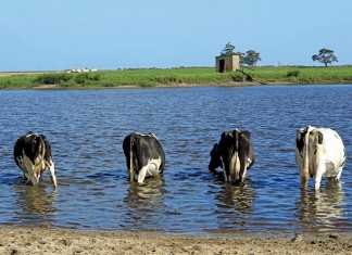 Biological farming ensures dairy farm’s success