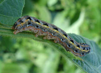 FAO hosts fall armyworm workshop in Kenya