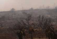 R200 million fire damage to Southern Cape farms