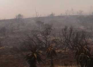 R200 million fire damage to Southern Cape farms