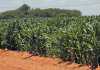 Maize production: Managing critical plant growth stages