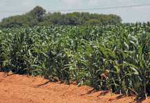 Maize production: Managing critical plant growth stages
