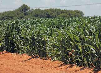 Maize production: Managing critical plant growth stages