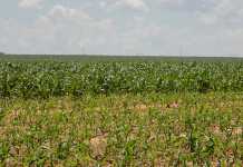 Increased possibility for an El Niño in SA Increased possibility for an El Niño in SA