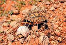 How to reduce tortoise electrocution mortalities