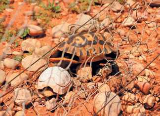 How to reduce tortoise electrocution mortalities