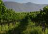 Boland wine farms under investigation by Vinmonopolet