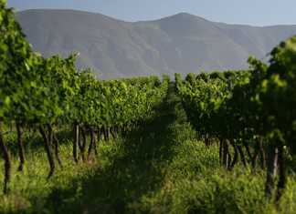 Boland wine farms under investigation by Vinmonopolet