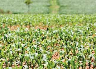 Zim farmer wins longstanding court battle over land