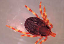 Beware of Congo fever!