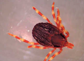 Beware of Congo fever!