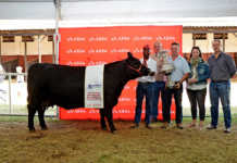 Milestone week for Angus breed