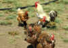 Farming chickens ethically and profitably Farming chickens ethically and profitably