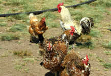 Farming chickens ethically and profitably