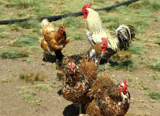 Farming chickens ethically and profitably