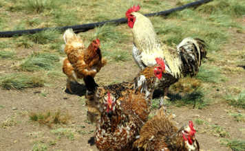 Farming chickens ethically and profitably