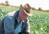 Cape Flats vegetable farmer cashes in on informal market