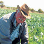 Cape Flats vegetable farmer cashes in on informal market