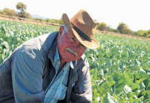 Cape Flats vegetable farmer cashes in on informal market