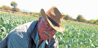 Cape Flats vegetable farmer cashes in on informal market