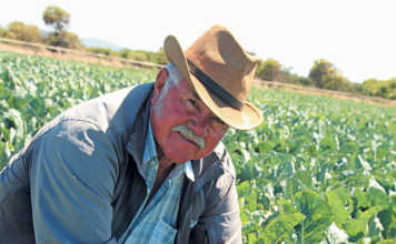 Cape Flats vegetable farmer cashes in on informal market