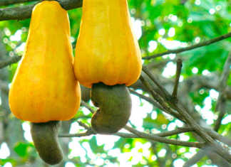 Kenya cashew nut exports decline after government ban