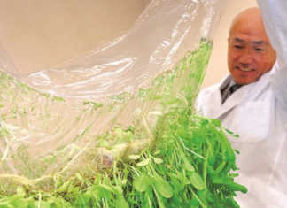 Japan’s new approach to farming without soil