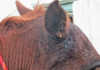 Maggots in a horse’s ears: prevention is easier than cure Maggots in a horse’s ears: prevention is easier than cure