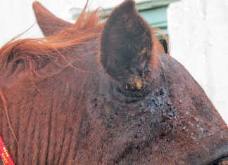 Maggots in a horse’s ears: prevention is easier than cure