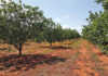 Advice on growing pecan nuts Advice on growing pecan nuts