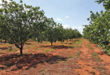 Advice on growing pecan nuts