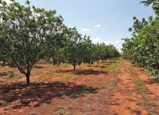 Advice on growing pecan nuts