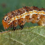 Fall Armyworm invades as Kenya recovers from drought