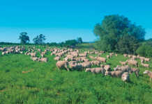 The finest Merinos in SA bred using genetic extremes