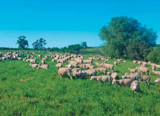 The finest Merinos in SA bred using genetic extremes