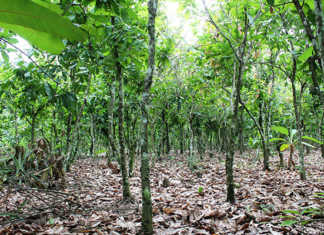 World Bank aids Ivory Coast cocoa industry World Bank aids Ivory Coast cocoa industry