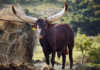 Cyril Ramaphosa’s Ankole bull sells for R640 000 Cyril Ramaphosa’s Ankole bull sells for R640 000