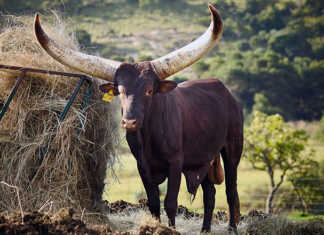 Cyril Ramaphosa’s Ankole bull sells for R640 000