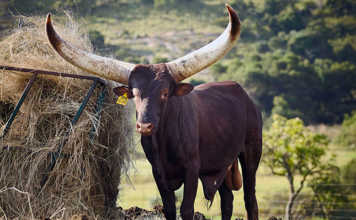 Cyril Ramaphosa’s Ankole bull sells for R640 000