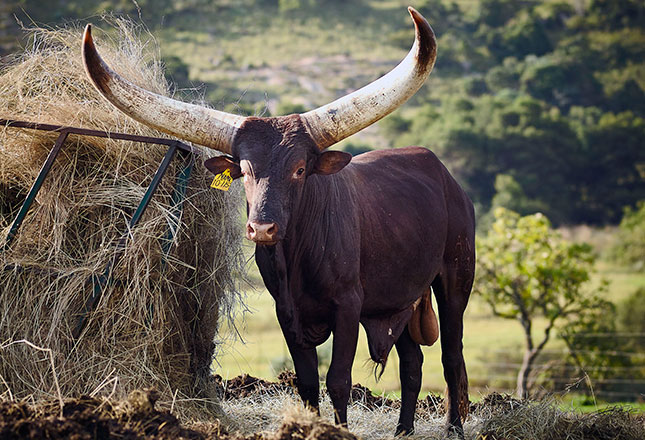 Cyril Ramaphosa’s Ankole bull sells for R640 000 Cyril Ramaphosa’s Ankole bull sells for R640 000