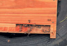 Charter to help bees and pollination services