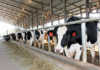 Transformation vital for progress in the dairy industry