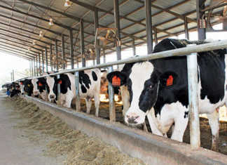 Transformation vital for progress in the dairy industry Transformation vital for progress in the dairy industry