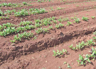 Crop problems: look for the clues!