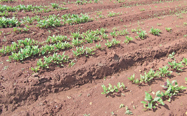Crop problems: look for the clues! Crop problems: look for the clues!