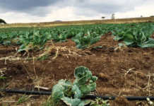 Know the facts before switching irrigation systems