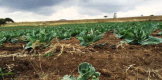 Know the facts before switching irrigation systems