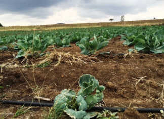 Know the facts before switching irrigation systems