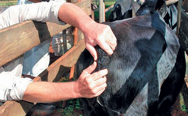 Beef cattle farming: get the infrastructure right Beef cattle farming: get the infrastructure right